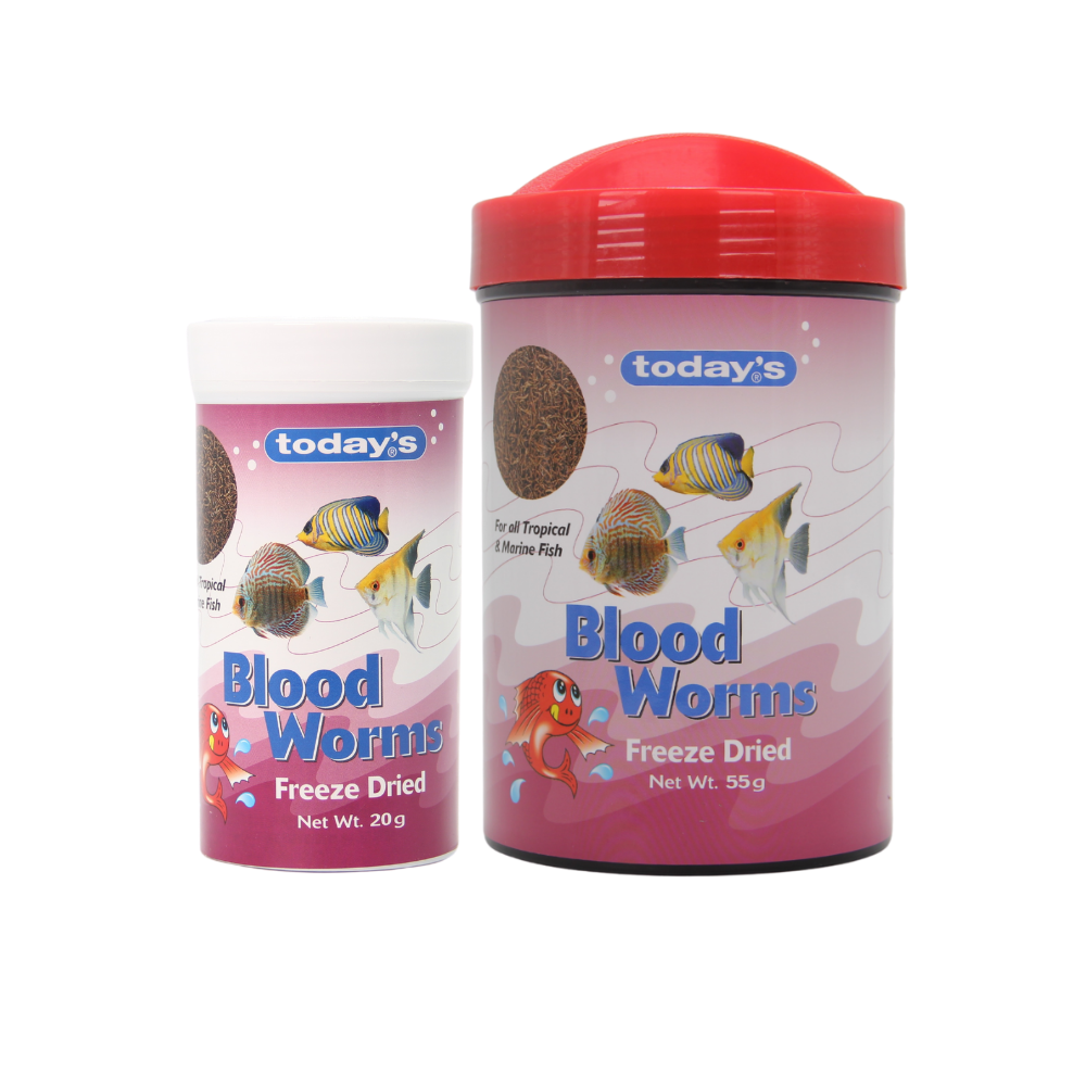 Today's bloodworms best sale