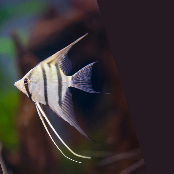 Toh Aquarium – tohaquarium